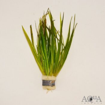 Blyxa aubertii
