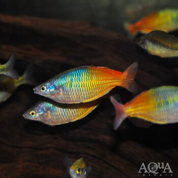 Boesemani Rainbow (Melanotaenia boesemani)