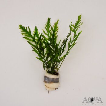 Bolbitis heudelotii