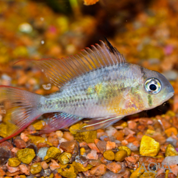 Bolivian Ram (Mikrogeophagus altispinosus)
