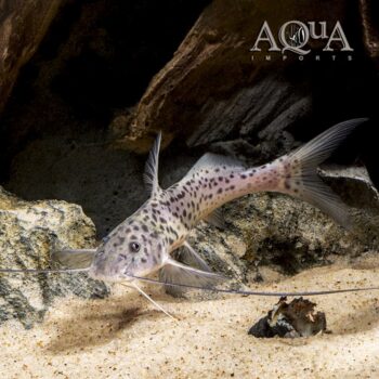 Bolt Catfish (Aguarunichthys torosus)