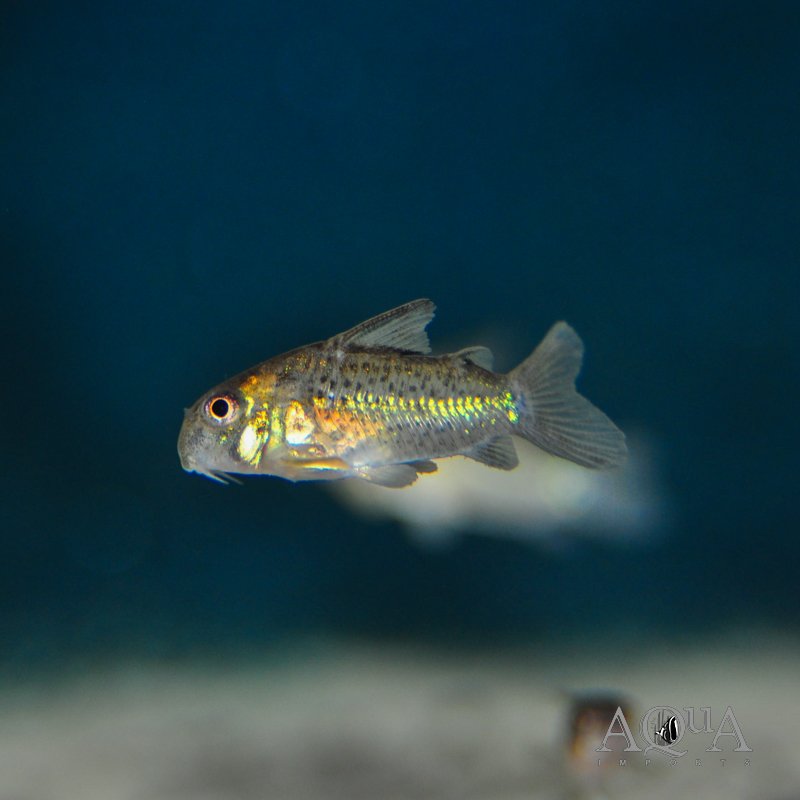 Bonehead Cory (Hoplisoma osteocarum)