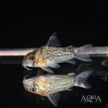 Bonehead Cory (Hoplisoma osteocarum)