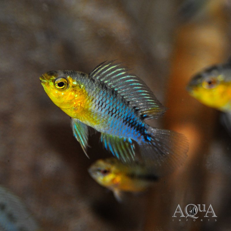 Borelli Apistogramma (Apistogramma borellii)