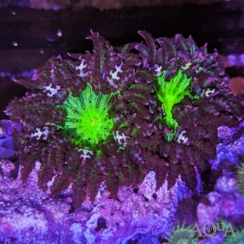Borneman Anenome (Phymanthus buitendijki)