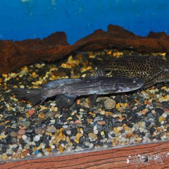 Borneo Dragon Catfish (Hemibagrus olyroides)