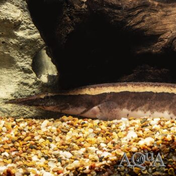 Borneo Python Eel (Mastacembelus cf. circumcinctus)