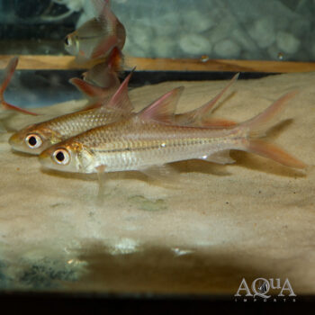 Borneo Red Fin Silver Shark (Cyclocheilichthys janthochir)