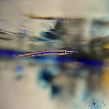 Borneo Redline Halfbeak (Hemirhamphodon tengah)