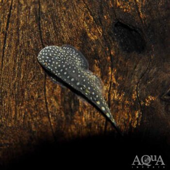 Spotted Borneo Sucker Loach (Gastromyzon punctulatus)