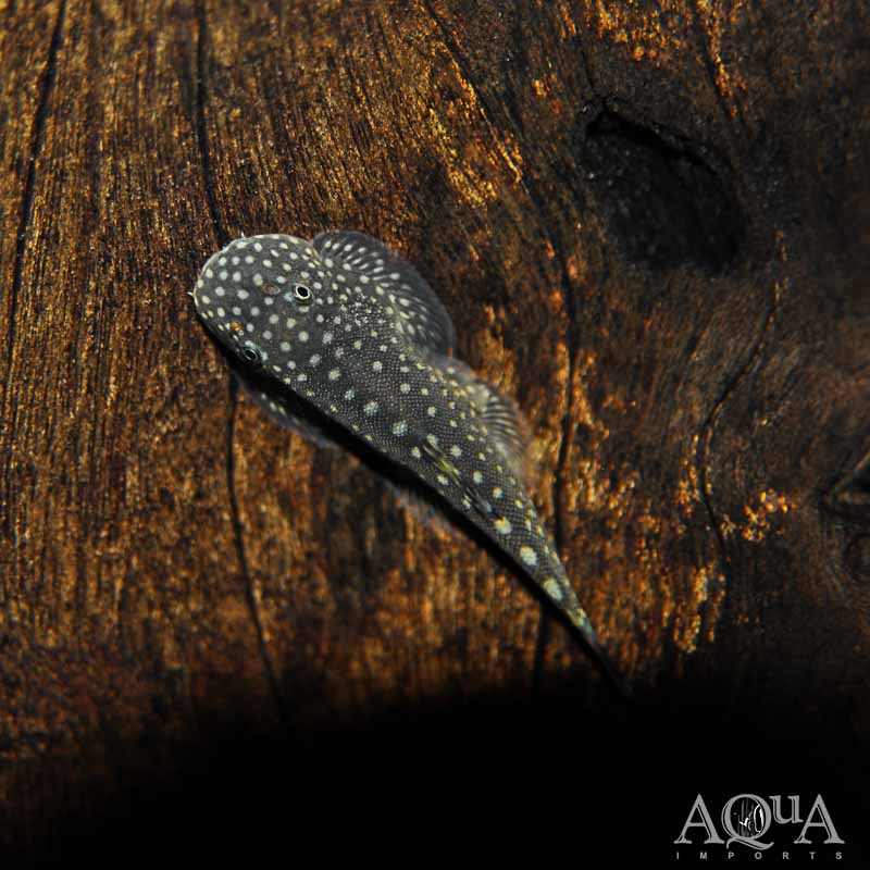 Spotted Borneo Sucker Loach (Gastromyzon punctulatus)