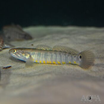 Bostrychus zonatus