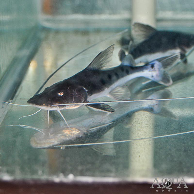 True Piraiba Catfish (Brachyplatystoma filamentosum)