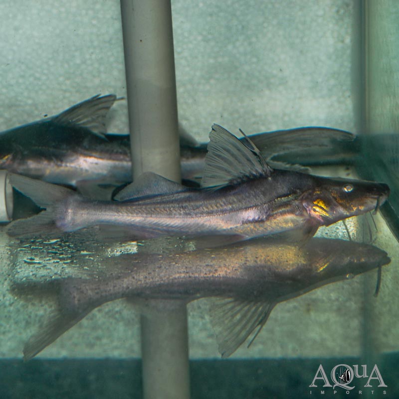 True Piramutaba Catfish (Brachyplatystoma vaillantii)
