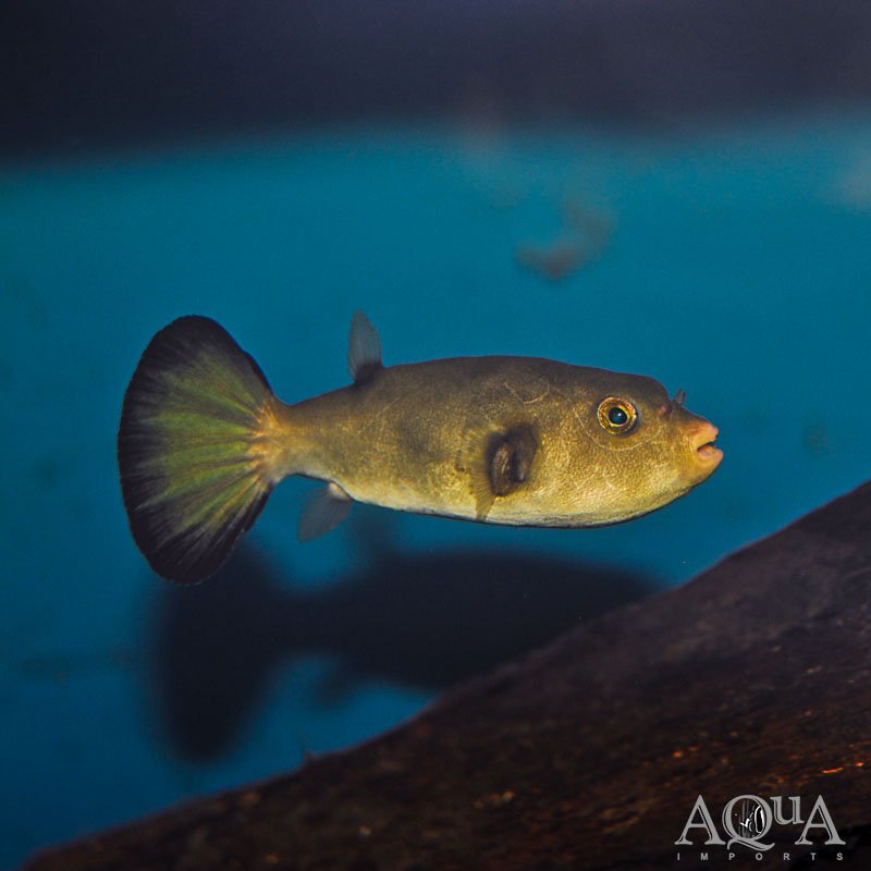 Brackish Immaculatus Puffer (Arothron immaculatus)