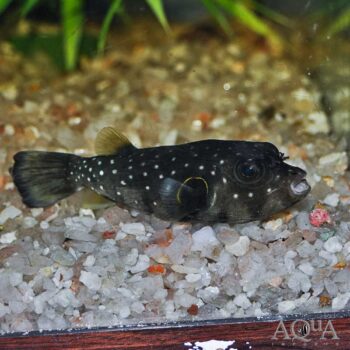 Brackish Stars and Stripes Puffer (Arothron hispidus)