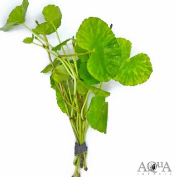 Brazilian Pennywort (Hydrocotyle leucocephala)