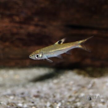 Brevibora cheeya