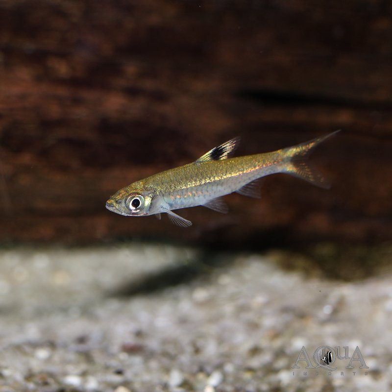 Brevibora cheeya