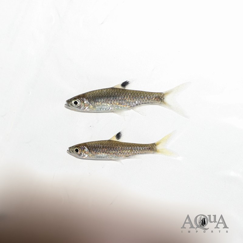 Brevibora cheeya