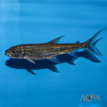 Brevis Tigerfish (Hydrocynus cf. brevis)