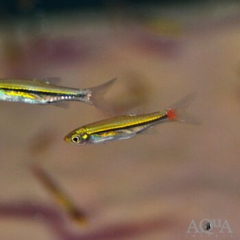 Brilliant Rasbora (Rasbora einthovenii)
