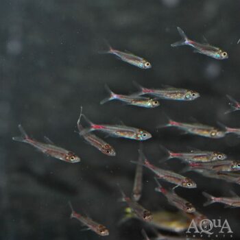 Brittanichthys axelrodi Tetra - Group of 5 Fish