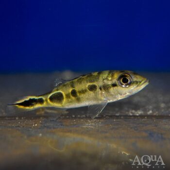 Brokopondo Peacock Bass (Cichla cf. ocellaris 'brokopondo')