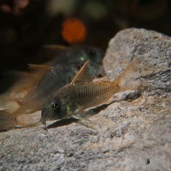 Bronze Cory (Osteogaster aeneus)