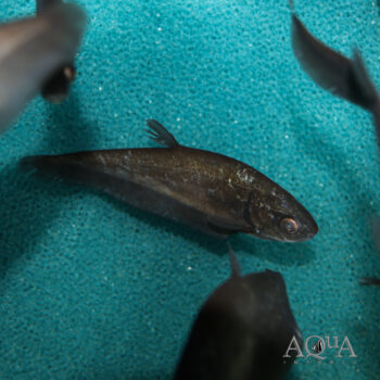 Bronze Featherback Knifefish (Notopterus notopterus)