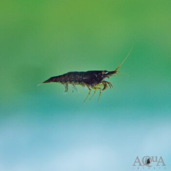 Brown Choco Shrimp (Neocaridina davidi)
