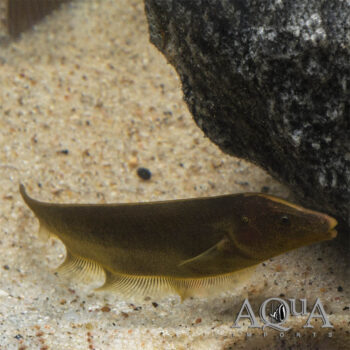 Brown Ghost Knifefish (Apteronotus leptorhynchus)