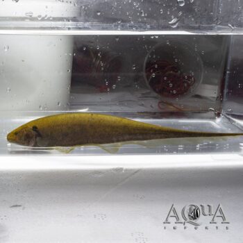 Brown Longtail Knifefish (Sternopygus sp.)
