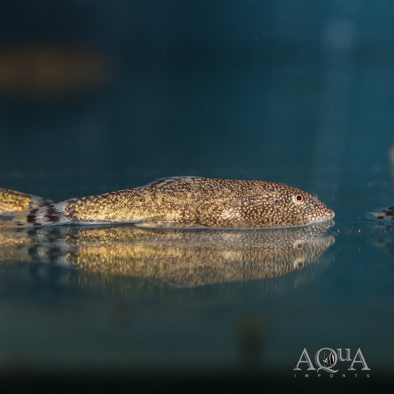 Brown Mosaic Hillstream Loach (Sewellia sp. 'Brown Mosaic')