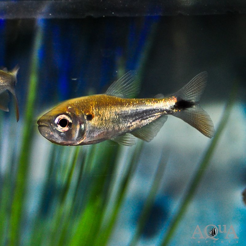Golden Brycon (Brycon moorei)