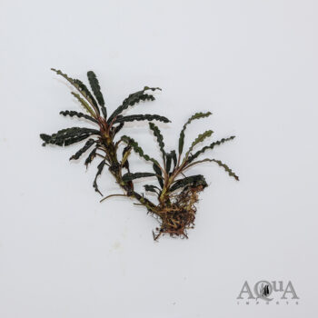 Bucephalandra Velvet