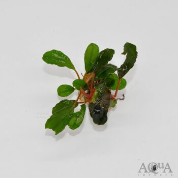 Bucephalandra Apple Leaf