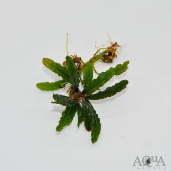 Bucephalandra Biblis