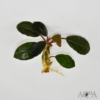 Bucephalandra Black Swan