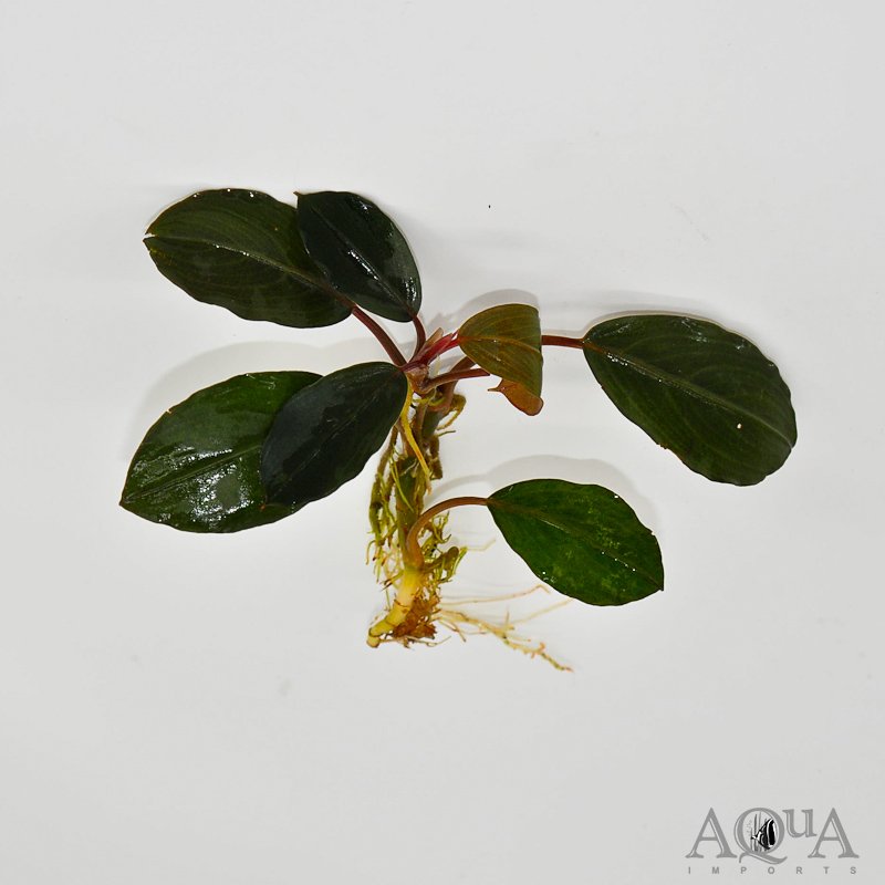 Bucephalandra Black Swan