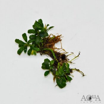 Bucephalandra Brownie Blue