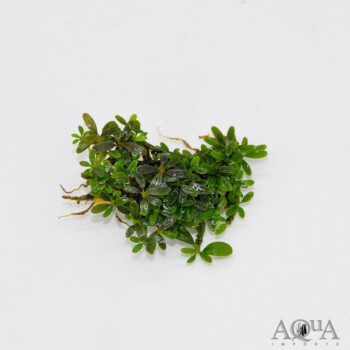 Bucephalandra Brownie Brown