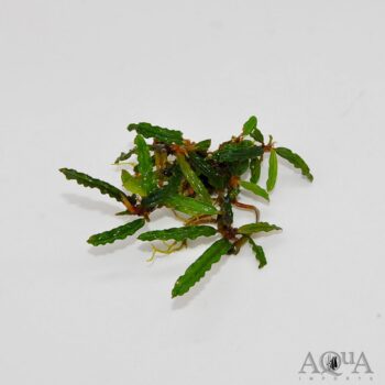 Bucephalandra Catherine