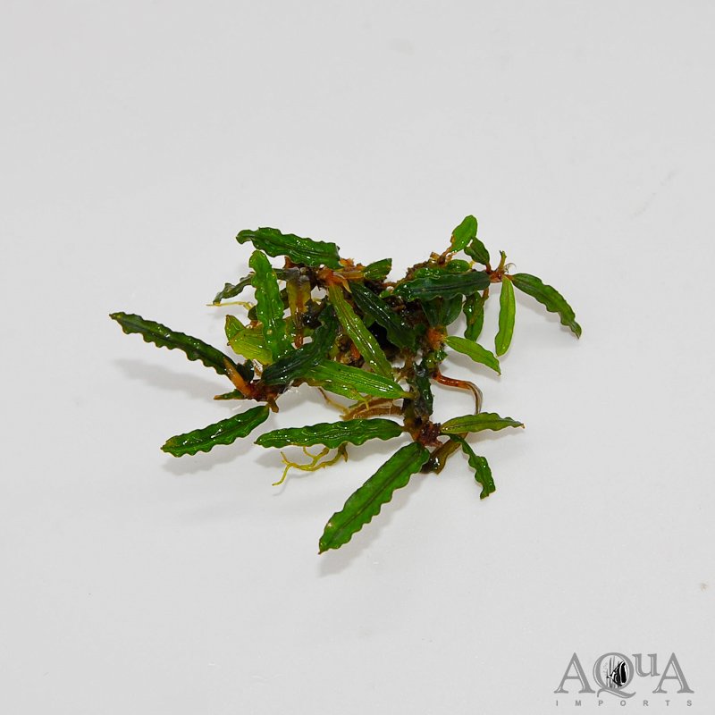 Bucephalandra Catherine