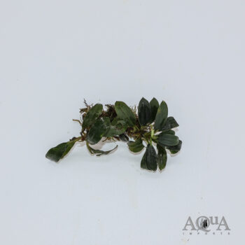Bucephalandra Dark Emerald