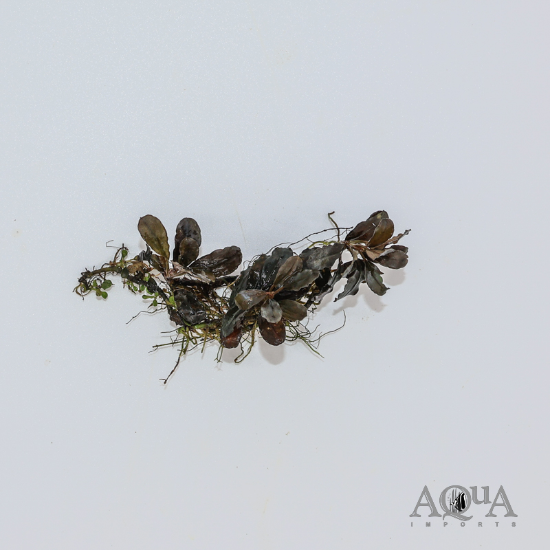 Bucephalandra Godzilla Kedagang Red