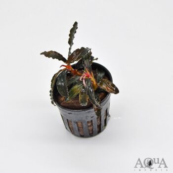 Bucephalandra Godzilla 'Kedagang Red'