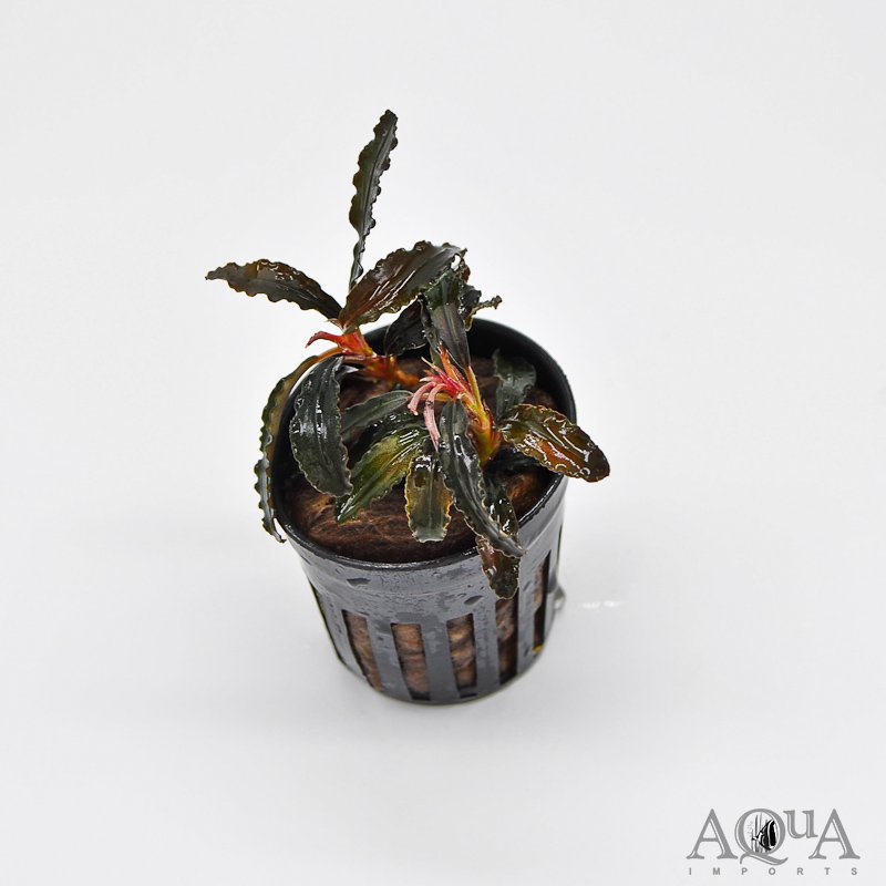 Bucephalandra Godzilla 'Kedagang Red'