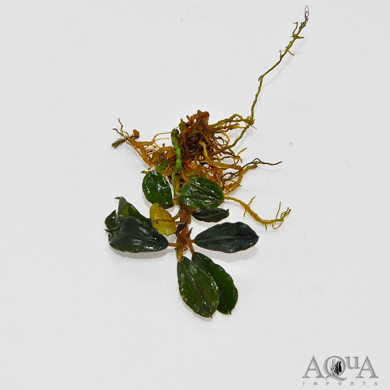 Bucephalandra Lamandau Blue