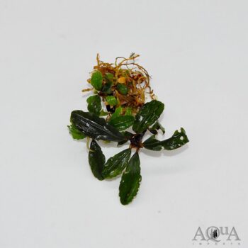 Bucephalandra Lamandau Round